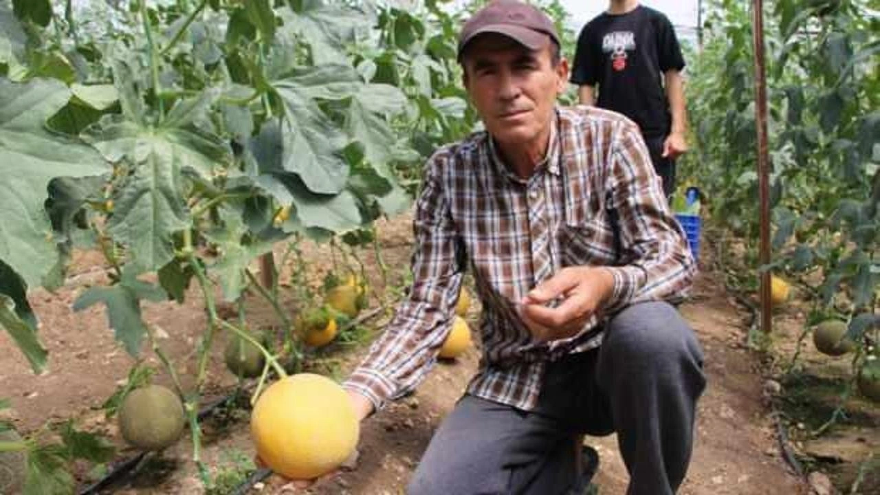 2 ton hasat yapıp kilosunu 200 TL'den sattı