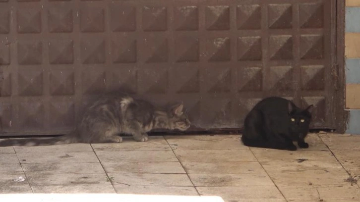 3 gündür mahsur kalan kedi kurtarılmayı bekliyor: Annesi garaj kapısında nöbet tutuyor