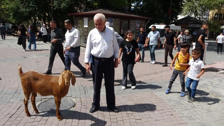 4 aylık keçiyi evladı gibi seviyor! Bir an olsun yanından ayırmıyor