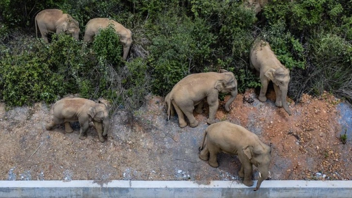469 farklı ses incelendi: Afrika filleri birbirlerine özel sesler çıkararak hitap ediyor