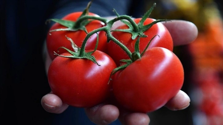 5 aylık hasat döneminde rekor: 500 ton domates üretildi!