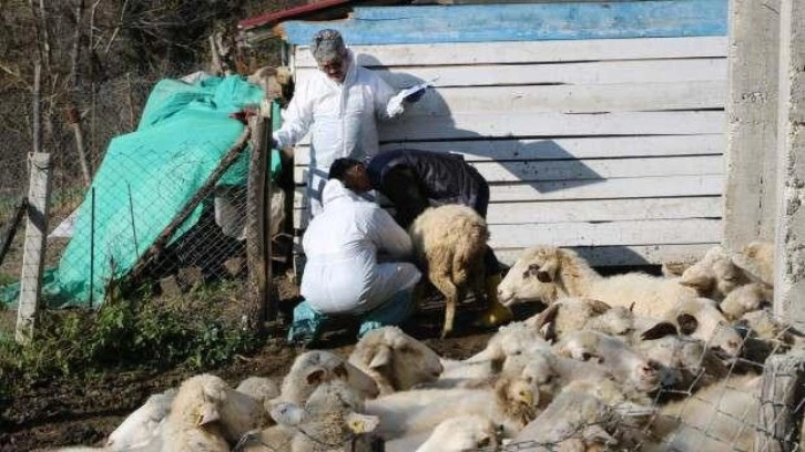 50 köyde alarm! Çiçek hastalığı nedeniyle karantinaya alındı