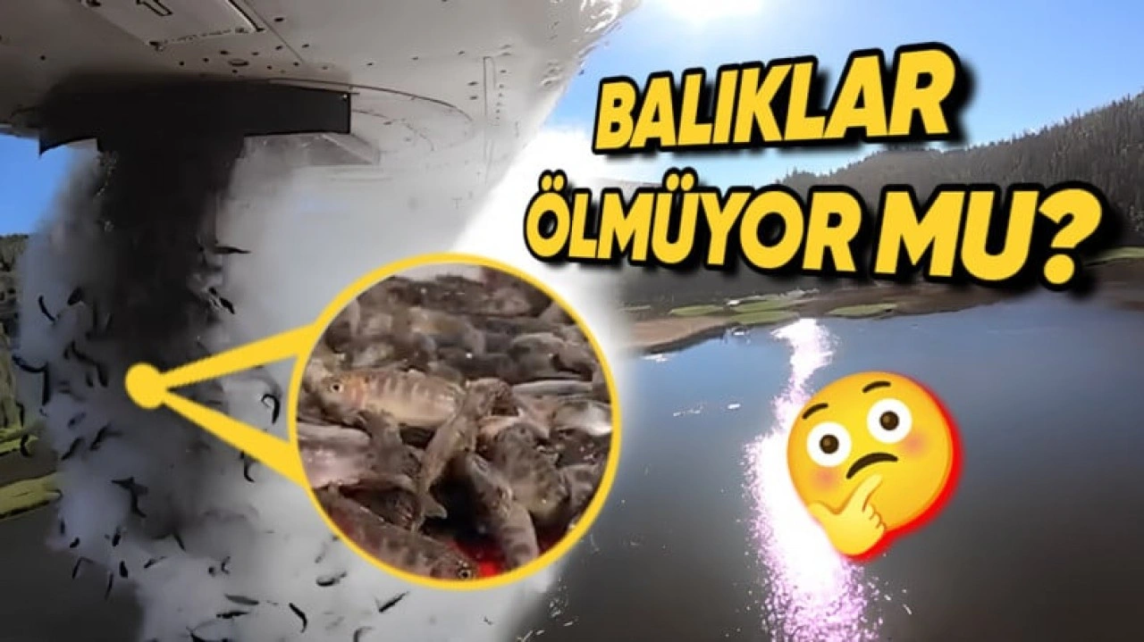 ABD'de Neden Binlerce Balık Uçakla Göllere Bırakılıyor?