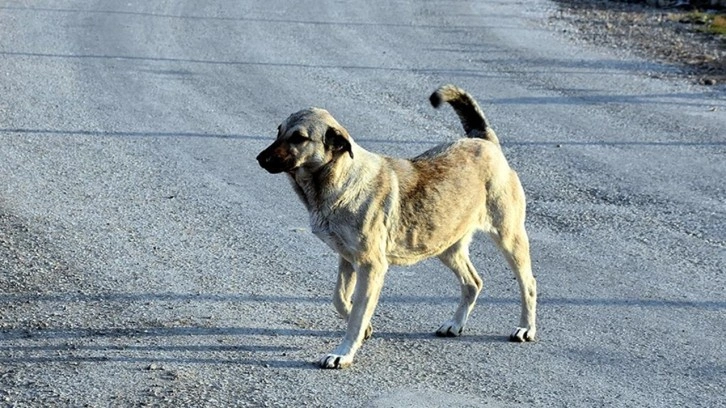 Aç kalan kurtlar köpeğe saldırdı