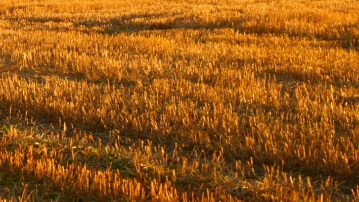 Adana'da mart ayından beri kayıptı aranıyordu Konya'da tarlada gömülü bulundu