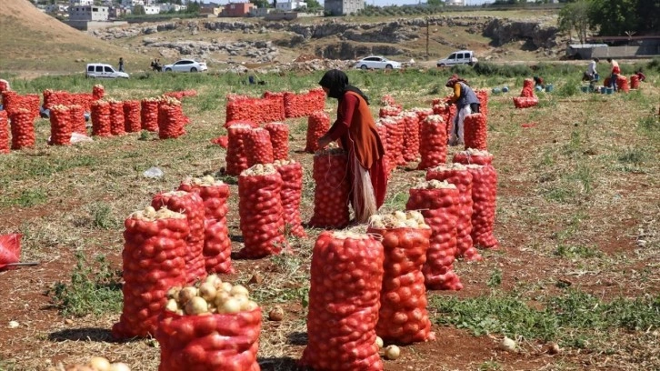 Adana ve Hatay'da turfanda soğan hasadı başladı