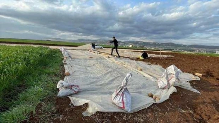 Adıyamanlı depremzede çiftçiler, tütün ekimine başladı