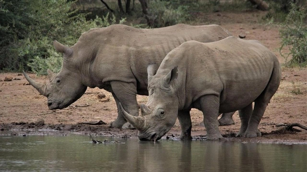 Afrika'da yaban hayatı popülasyonu son 50 yılda yüzde 76 azaldı