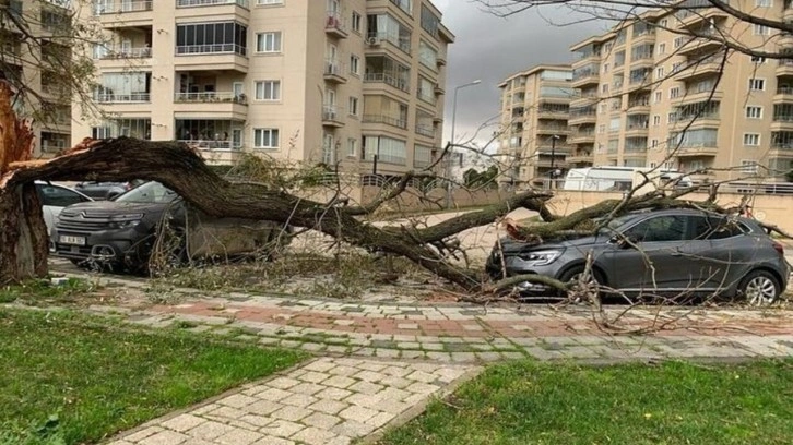 Ağaçları devirdi, çöp konteynerlerini sürükledi