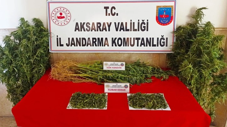 Aksaray'da jandarma ekiplerinden uyuşturucu operasyonu! Çok sayıda kök kenevir ele geçirildi