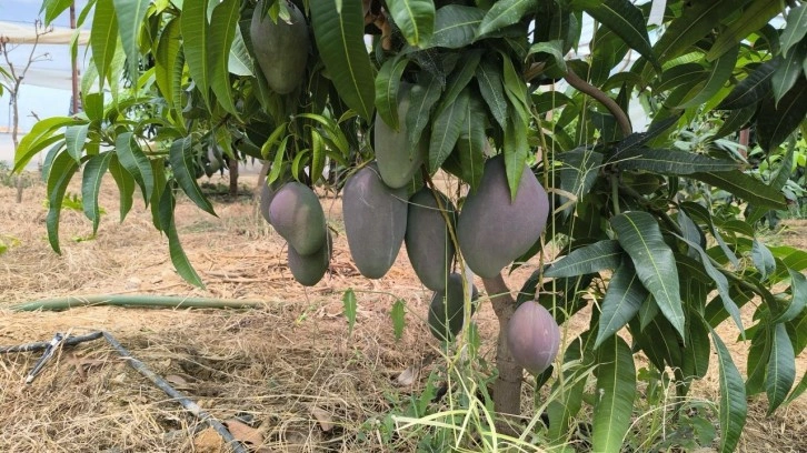 Alanya'da mango hasadı başladı