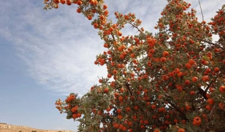 Alıç üreticinin elinde kaldı