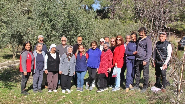 Almanlar ve İngilizler zeytin budamayı öğrendi