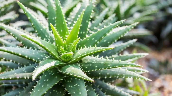 Aloe vera faydaları nelerdir, nasıl kullanılır? Aloe vera yüze sürülür mü?