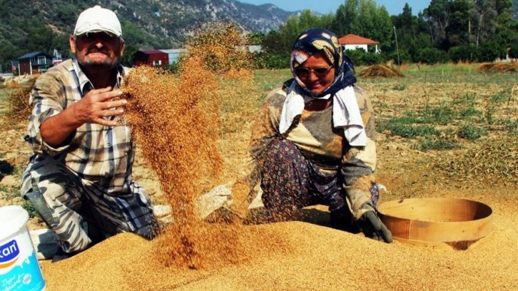 "Altın susam" hasadı başladı! Büyük kısmını Japonlar alıyor!