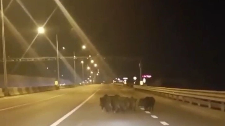 Anayola çıkan domuzlar, sürücülere zor anlar yaşattı