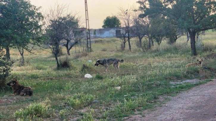 Ankara'da başıboş köpekler 4 koyunu telef etti