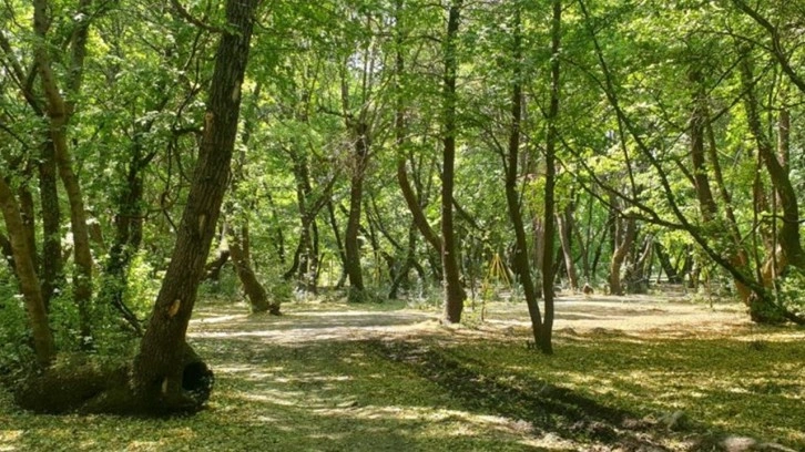 Ankara'da ormanlık alanlara girişler yasaklandı