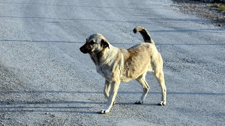 Ankara Valiliği'nden 'hastalıklı köpekler' açıklaması: Karantinaya alındı