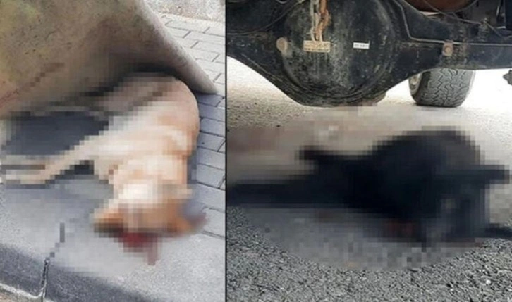 Ankara'da 2 köpeği öldüren sanığa 1 buçuk yıl hapis cezası