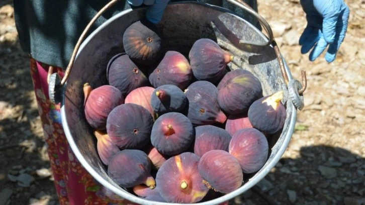 Antalya'da incir dalları yükünü bırakıyor: Hasat sezonu açıldı