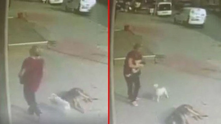 Apartmandan düşen köpeğini böyle yakaladı