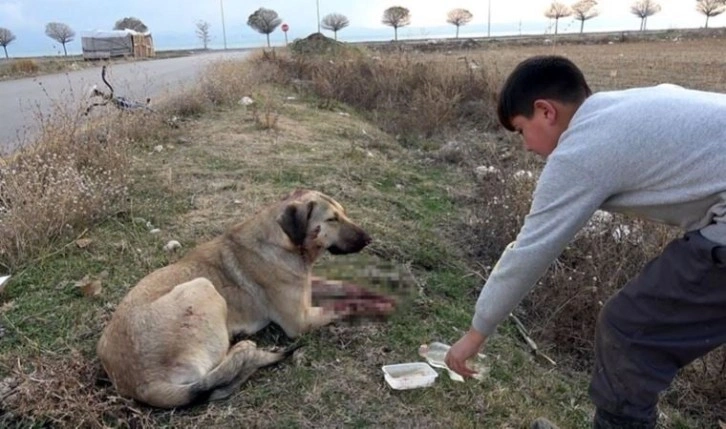 Aracın çarptığı köpeğe 11 yaşındaki Samet sahip çıktı