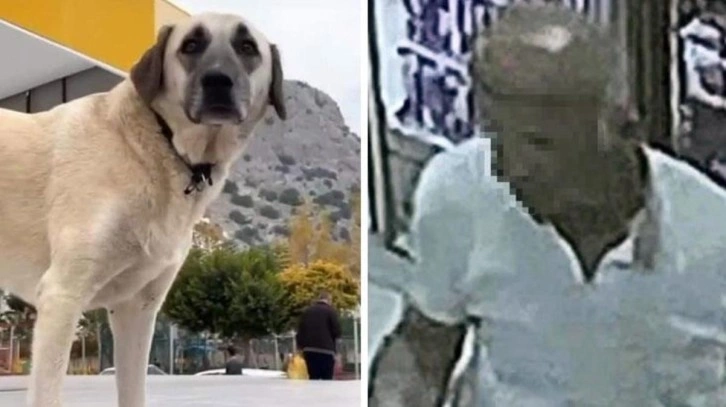 Aracına bindirdiği köpeğe cinsel saldırıda bulunan servis şoförünün cezası belli oldu