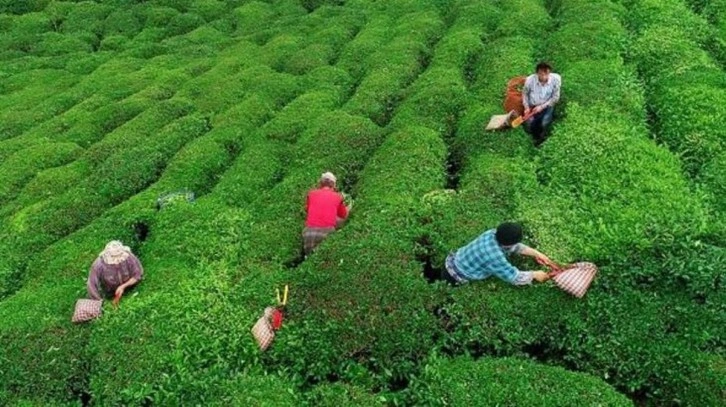 Artvin'e çay toplamaya gelen Gürcüler arasında yasak aşk kavgası: 3 ölü