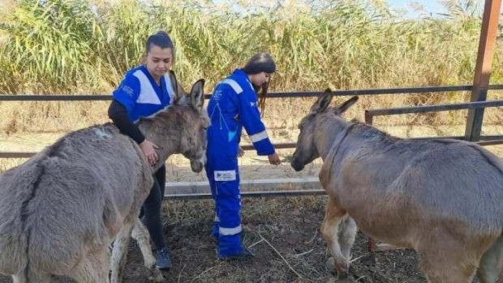 At ve eşekler son anda kesilmekten kurtarıldılar