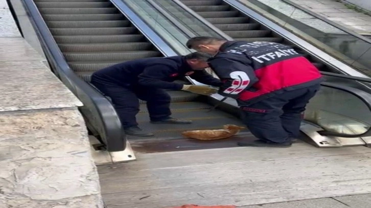 Ayağı yürüyen merdivene sıkışan kedi yardım bekledi