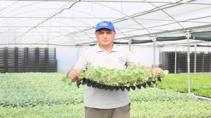 Aydın Büyükşehir, kışlık fidelerin dağıtımına yarın başlıyor