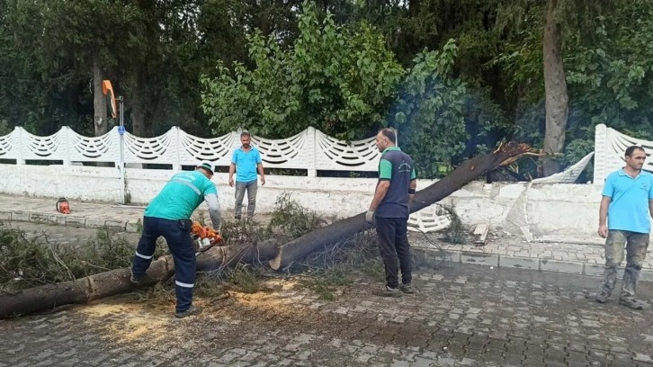 Aydın'da kuvvetli rüzgar ve sağanak: Ağaçlar devrildi, yollarda su birikintileri oluştu