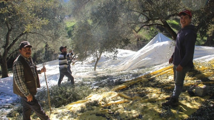 Aydın'da üreticiler bu yıl zeytin değil altın topluyor