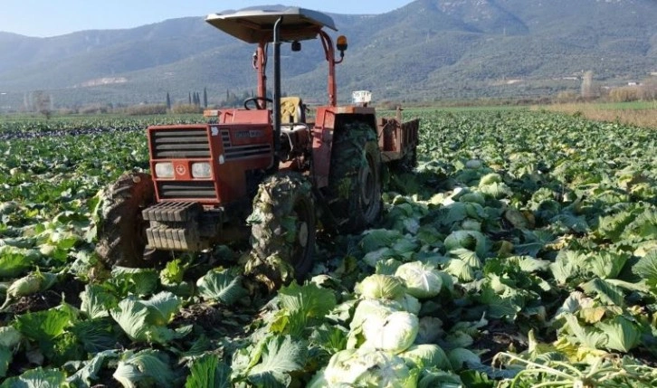 Aydın’ın beyaz lahanası yüzleri güldürdü