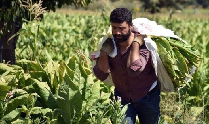 Aydınlı tütün üreticisi: Sözleşme fiyatında güncelleme istiyoruz