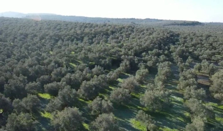 Ayvalık’ta Zeytin Müzesi yenilenerek hizmete giriyor