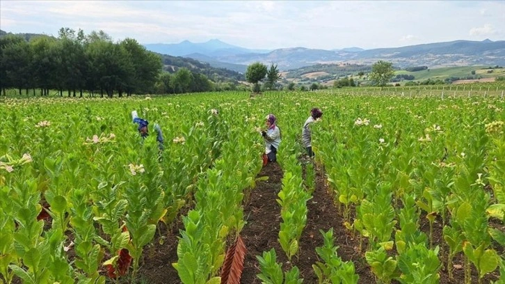 Bafra Ovası'nda tütün hasadı başladı