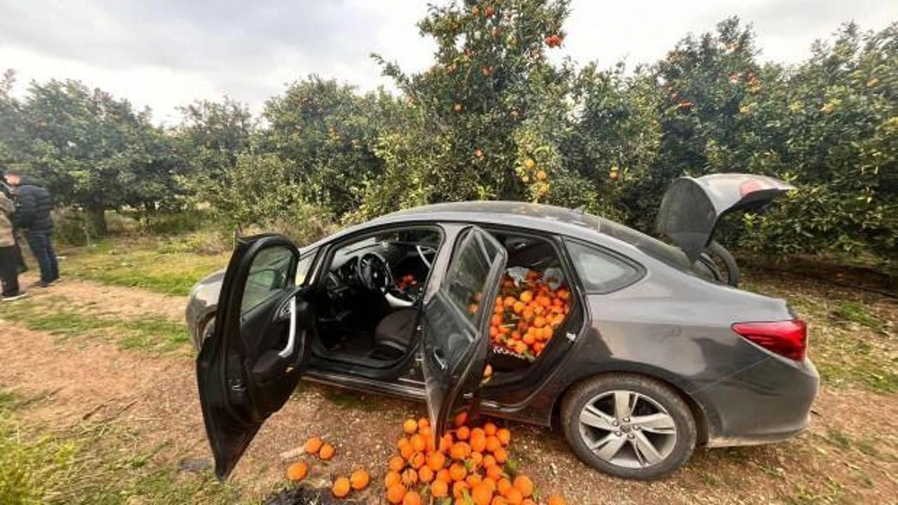 Bahçeden portakal çalan hırsız suçüstü yakalandı