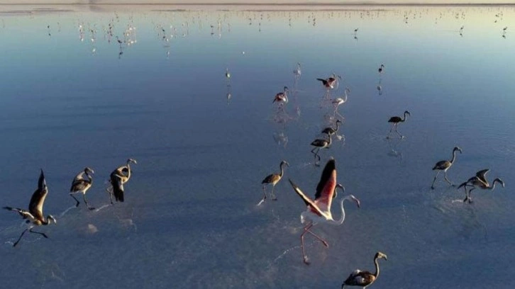 Bakan Kurum: Tuz Gölü flamingo cenneti olmaya devam edecek