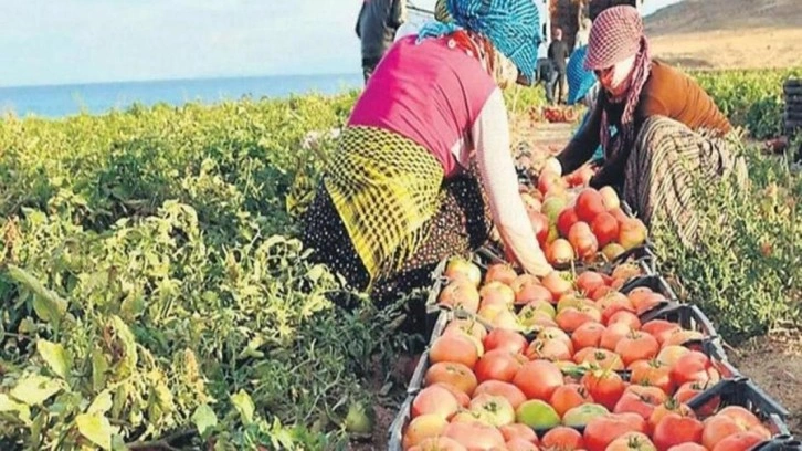 Bakanlık düğmeye bastı! Gıda krizine 5'li formül