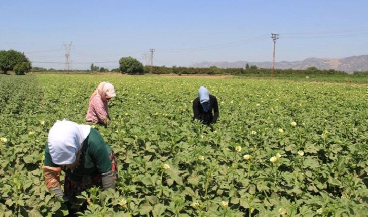 Bamya üreticileri aracılardan dertli: Bamya kooperatifi kurulmasını istiyorlar