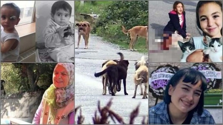 Başıboş köpek faciasının korkunç bilançosu: 10 ayda 27 ölüm!