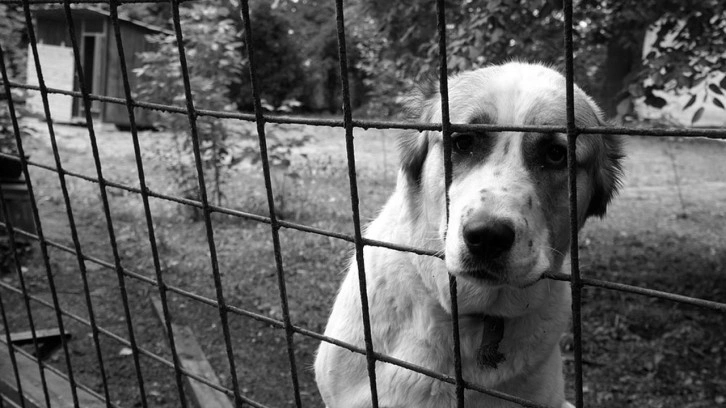 Başıboş köpek sorunu için kritik çözüm önerisi