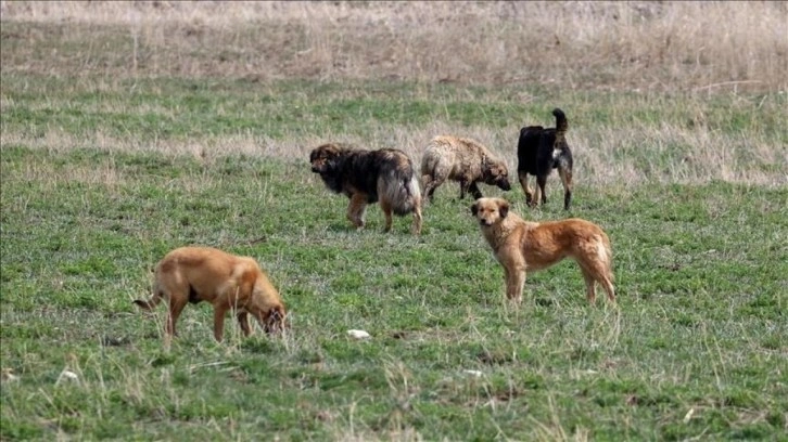 Başıboş köpek terörü sürüyor! Güneysu'da saldırıya uğrayan küçük çocuk yaralandı