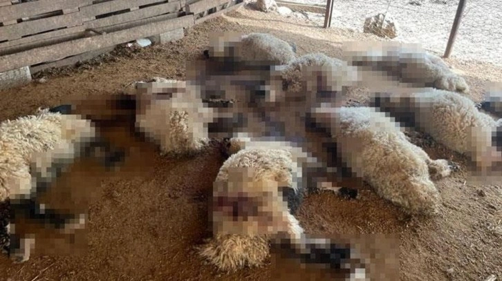 Başıboş köpekler ahırdaki 19 kuzuyu telef etti