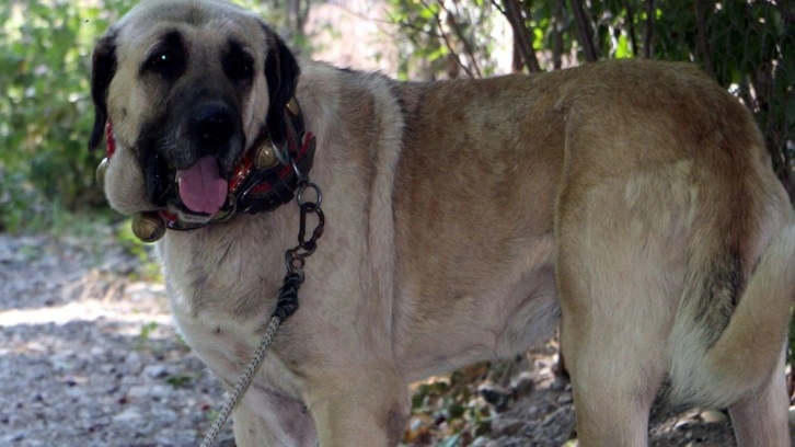 Başıboş köpekler için yeni önlemler alındı