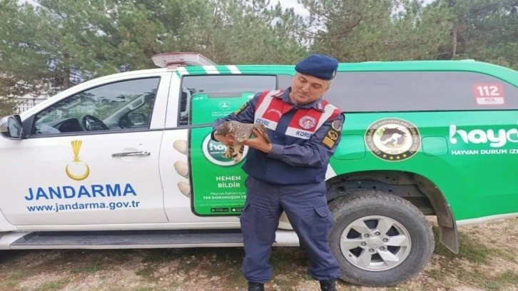 Baykuş ve çakır cinsi yaralı kuşlar tedavi edildi