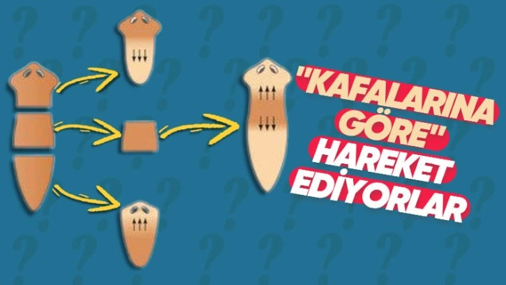 Bazı Canlıların Kesilen Uzuvları Nasıl Hareket Edebiliyor?