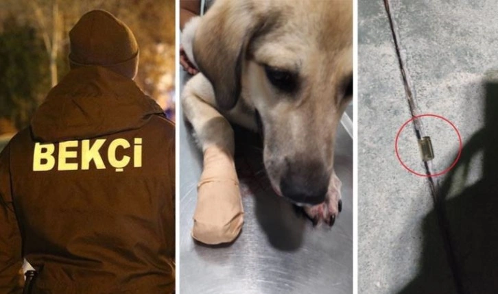 Bekçi, sokaktaki köpeği bacağından vurdu